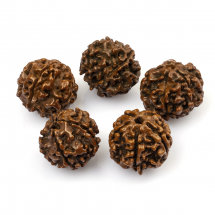 Koraliki Naturalne Drewniane, Niebarwiony, Rudraksha, Kolor: Brązowy, 16~20x18~21mm, 5szt (13WB12813)