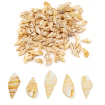 Muszle Morskie, Bez Otworu, Peru, 10-20x5-10x5-10mm, 165szt/50g (13WB14034)