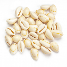 Zawieszki Wisiorki Naturalne Morskie Muszle Kauri, 18-20x13-14mm, Otwór 2mm, około 30szt/50g (13WB27741)