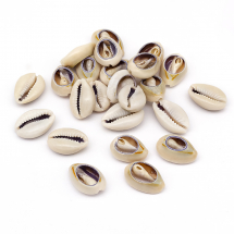 Muszle Morskie Kauri Bez Otworów, Len, 22-28x16-19x8-9mm, 24szt/50g (13WB27804)